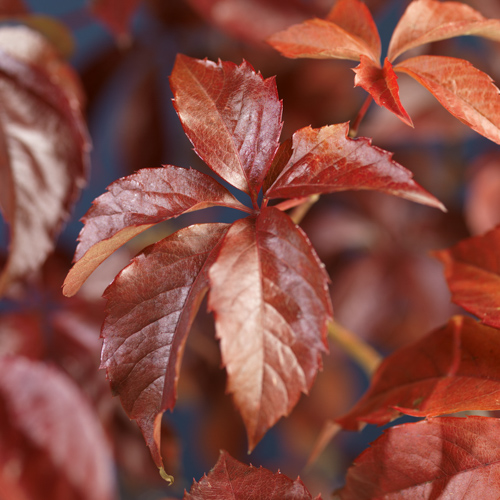 [PAQUINQ] Parthenocissus quinquefolia (—, —, pot 18l 400/450cm)