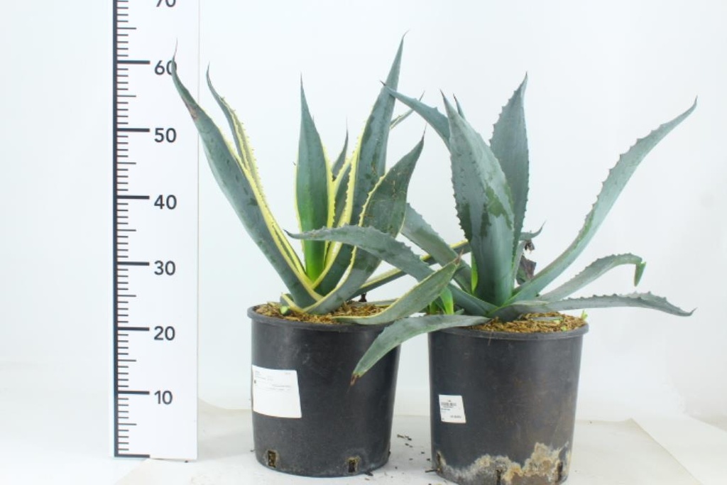 [AGAVARI] Agave americana 'Variegata'