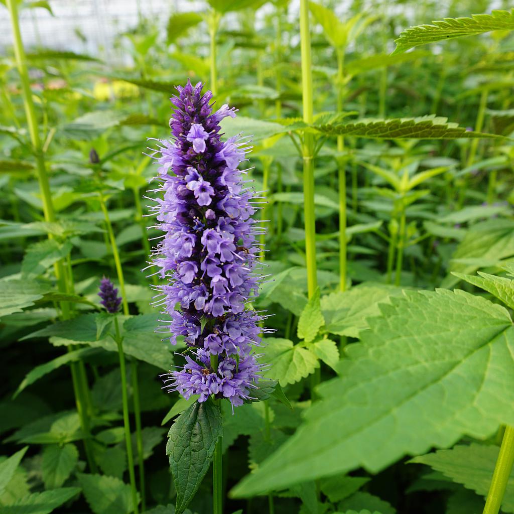 [AGBADDE] AGASTACHE (pot 9cm)