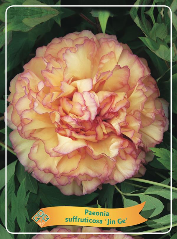 [PASJGE] Paeonia suffr. 'Jin Ge' (pot12)