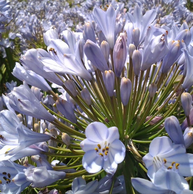 [AGBFLAR] Agapanthus 'Blue Flare'