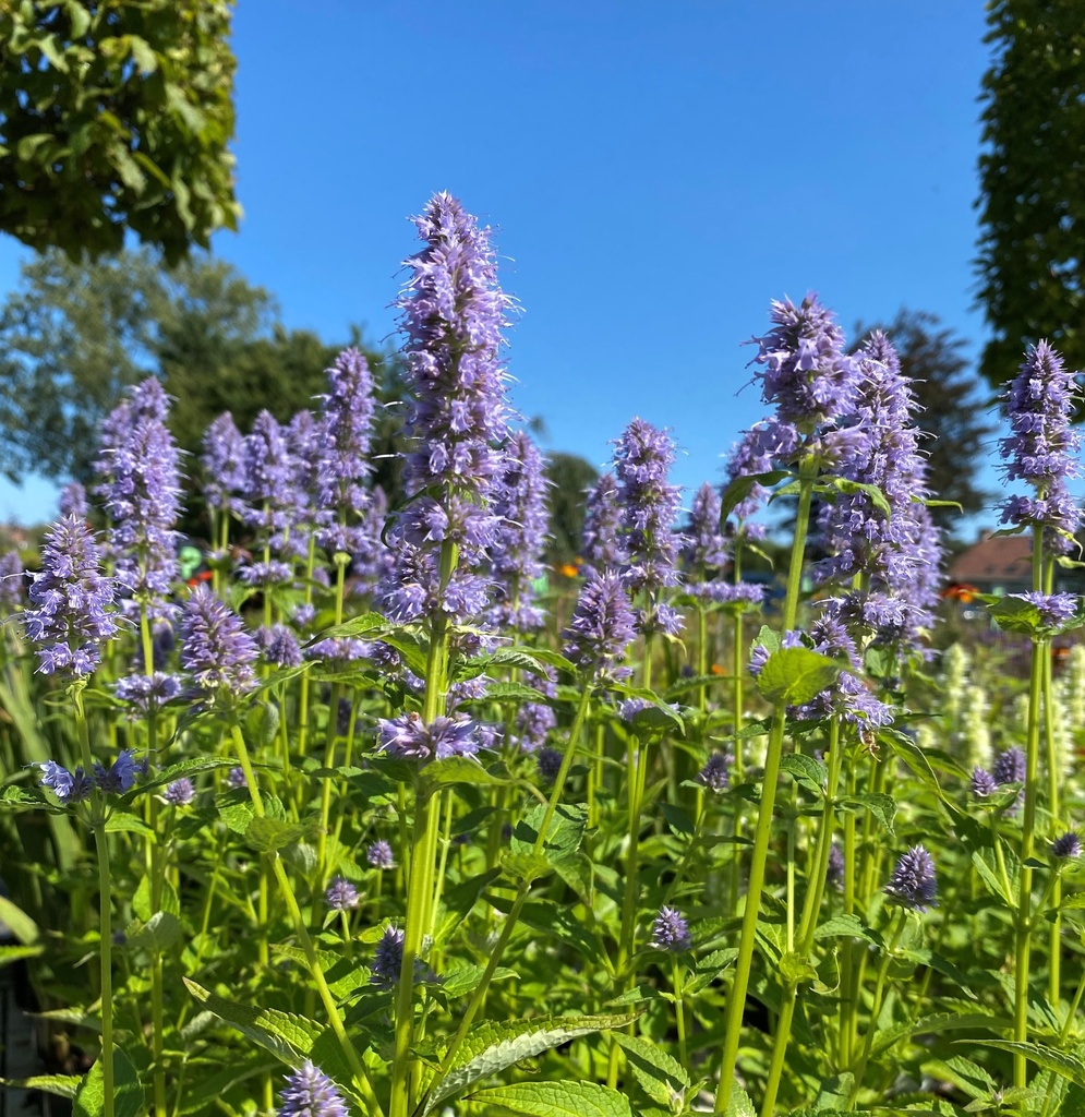 [AGBFORT] Agastache 'Blue Fortune' (pot   9cm)