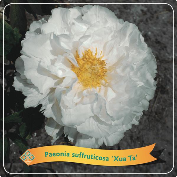 [PASXTA] Paeonia suffr. 'Xue Ta' (pot12)