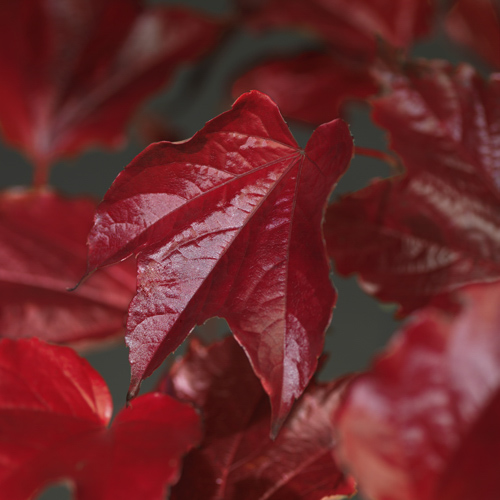 [PATVEIT] Parthenocissus tricusp. 'Veitchii' (gestokt, 75cm, pot   2.25L)