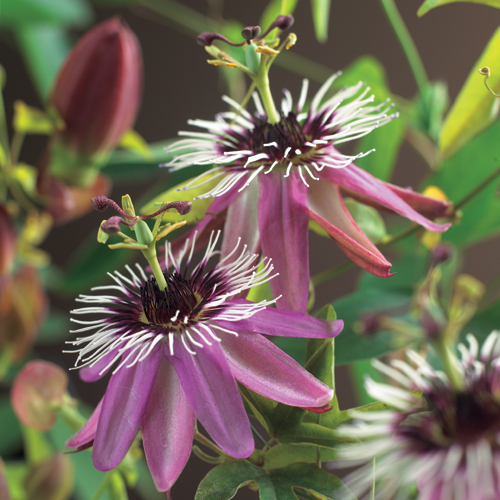 [PAVICTO] Passiflora 'Victoria' (gestokt, 75cm, pot   2.25L)