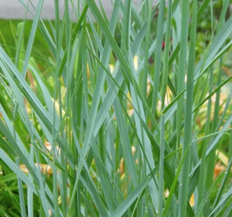[PAVHMET] Panicum virg. 'Heavy Metal' (pot   9cm)