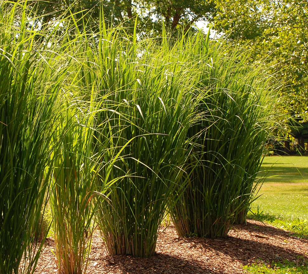 [PAVNORT] Panicum virg. 'Northwind' (pot   9cm)