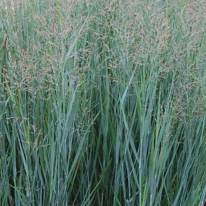 [PAVPSKYS.P2L] Panicum virg. 'Prairy Sky' (pot   2L)
