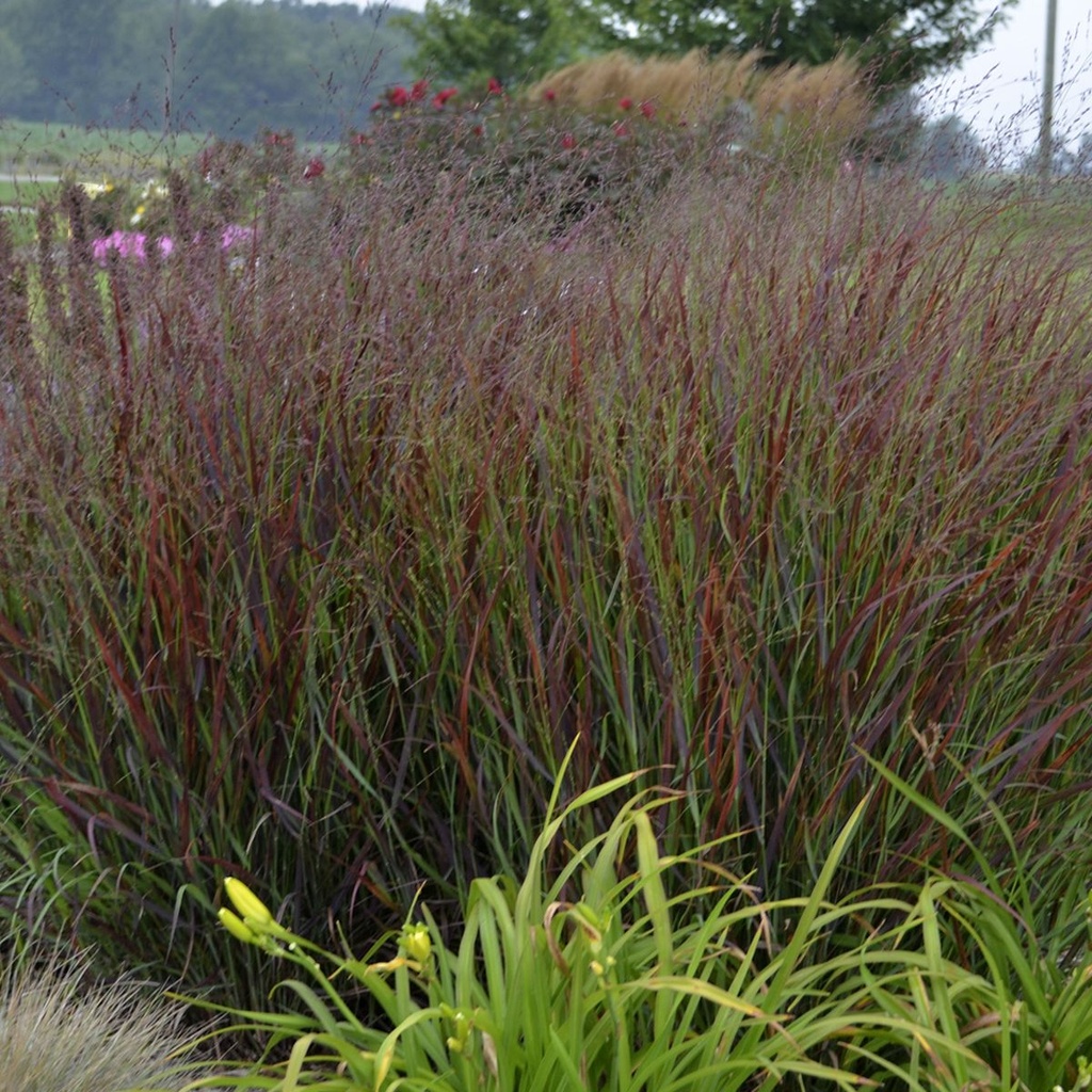 [PAVSQUA] Panicum virg. 'Squaw' (pot   9cm)