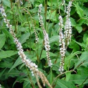 Persicaria ampl. 'Alba'