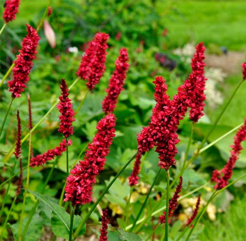 Persicaria ampl. 'Fat Domino'