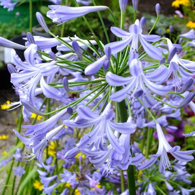 [AGBUMBR] AGAPANTHE (pot 5L)