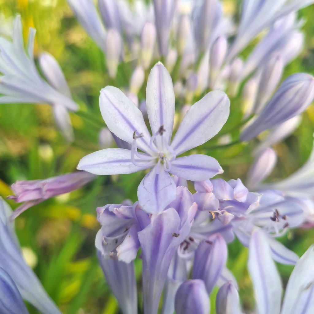 [AGCBLUE] Agapanthus 'Crystal blue' (pot22)