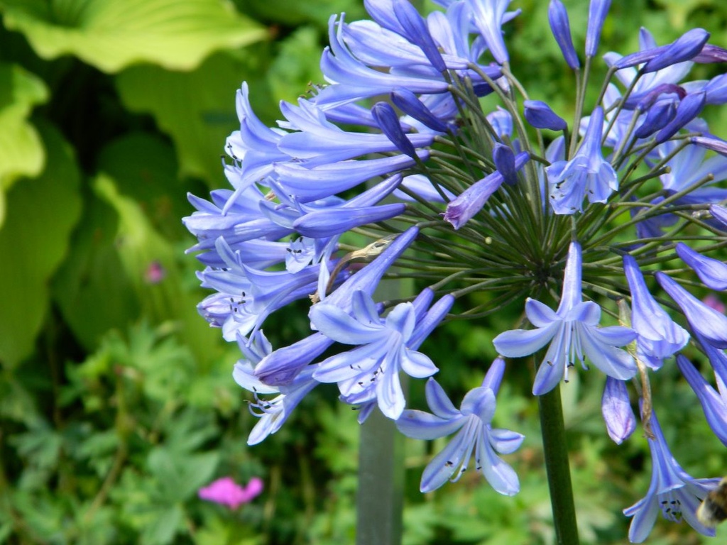 [AGDBROU] Agapanthus 'Dr. Brouwer' (pot   5L)