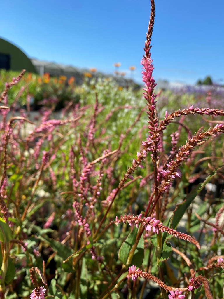 [PEAPELE] Persicaria ampl. 'Pink Elephant' (pot   9cm)