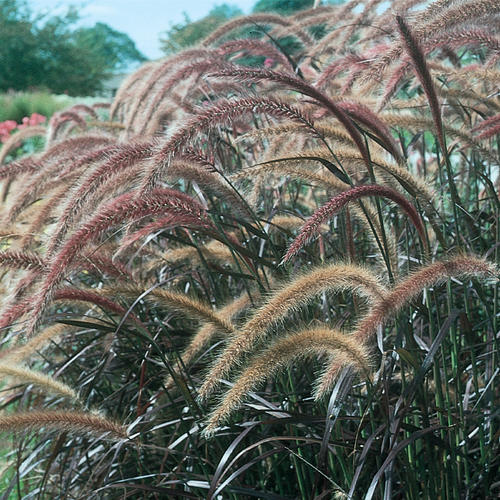 [PEARUBR] Pennisetum x advena 'Rubrum' (pot 2L)