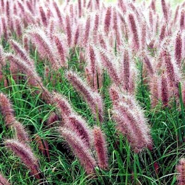 [PEARHEA] HERBE AUX ÉCOUVILLONS (pot 9cm)
