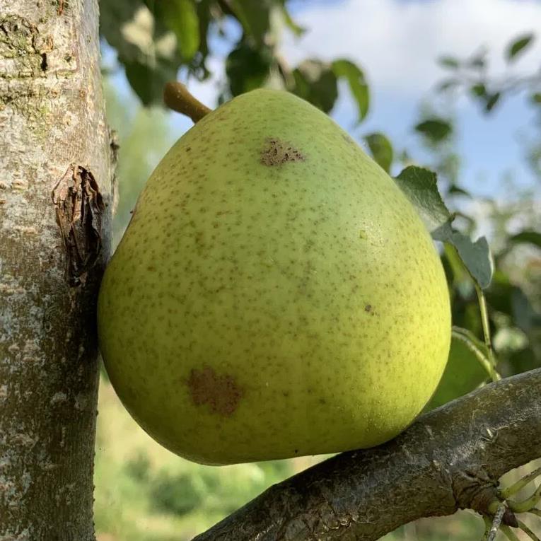 POIRE 'CLARA FRIJS'