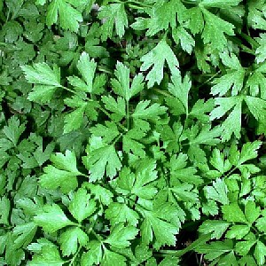 PETERSELIE PLATTE Petroselinum crisp. 'Italian'