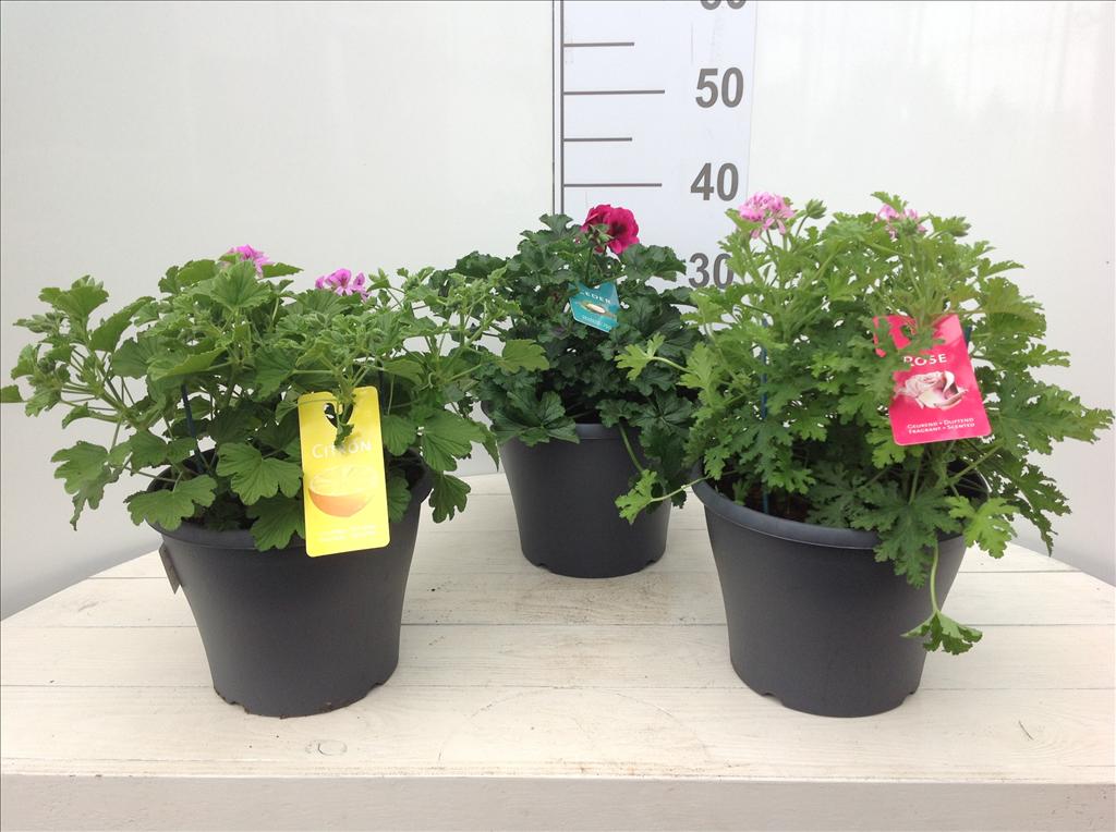 [PECITR2] GEURGERANIUM Pelargonium