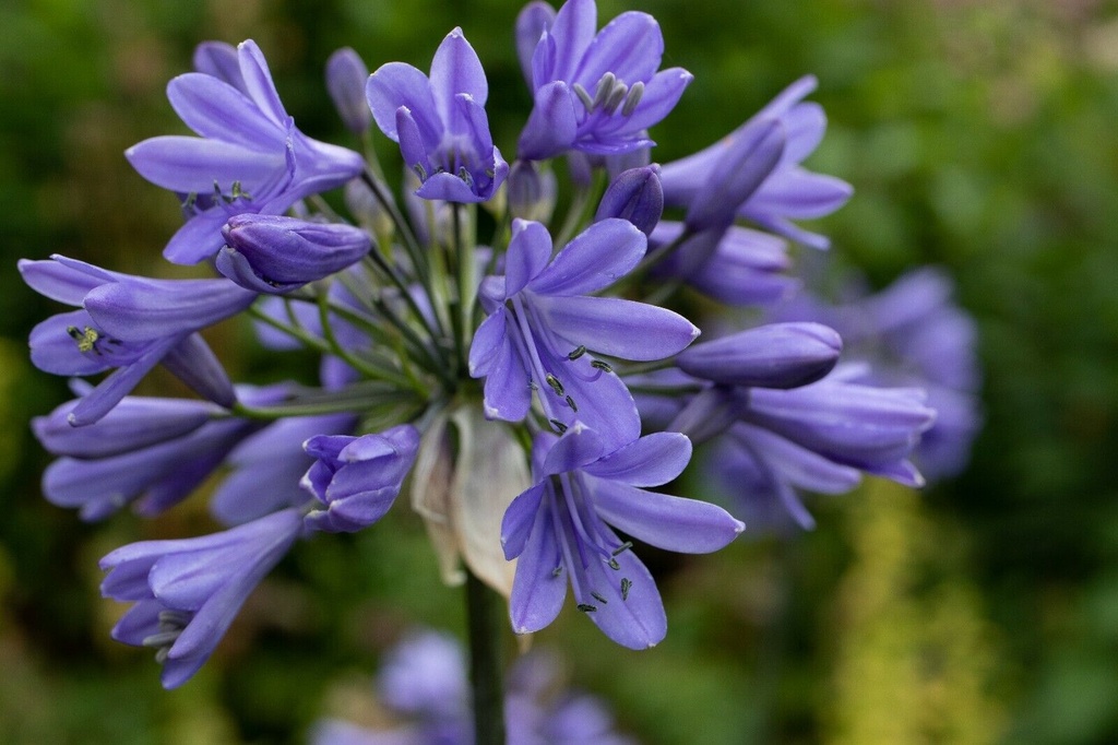 [AGESAPH] Agapanthus 'Ever Sapphire'