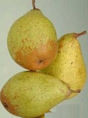 [PECPARI] POIRE 'COMTESSE DE PARIS' (basse tige, —, —)