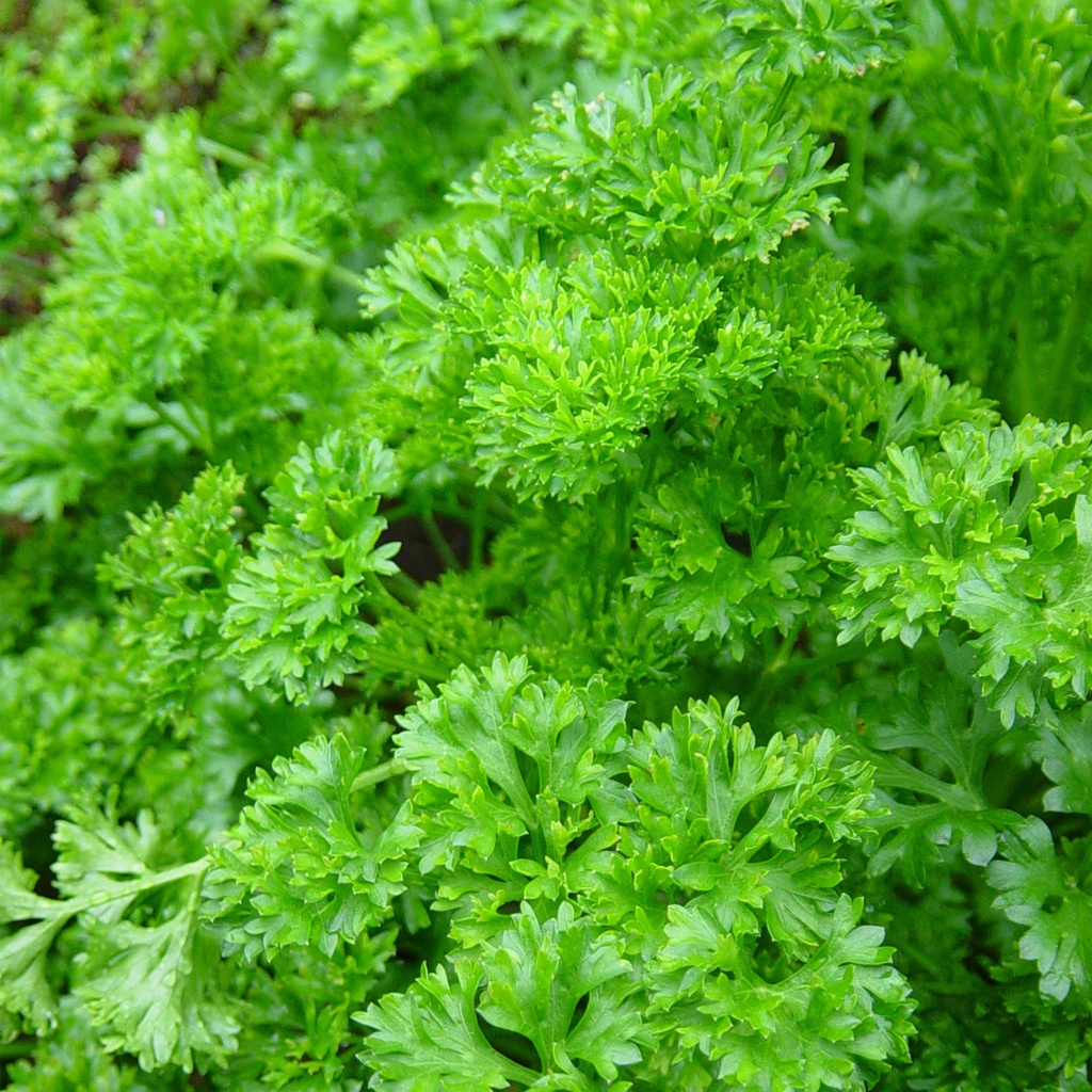 [PECRISP] PETERSELIE  Petroselinum crispum (pot   9cm)