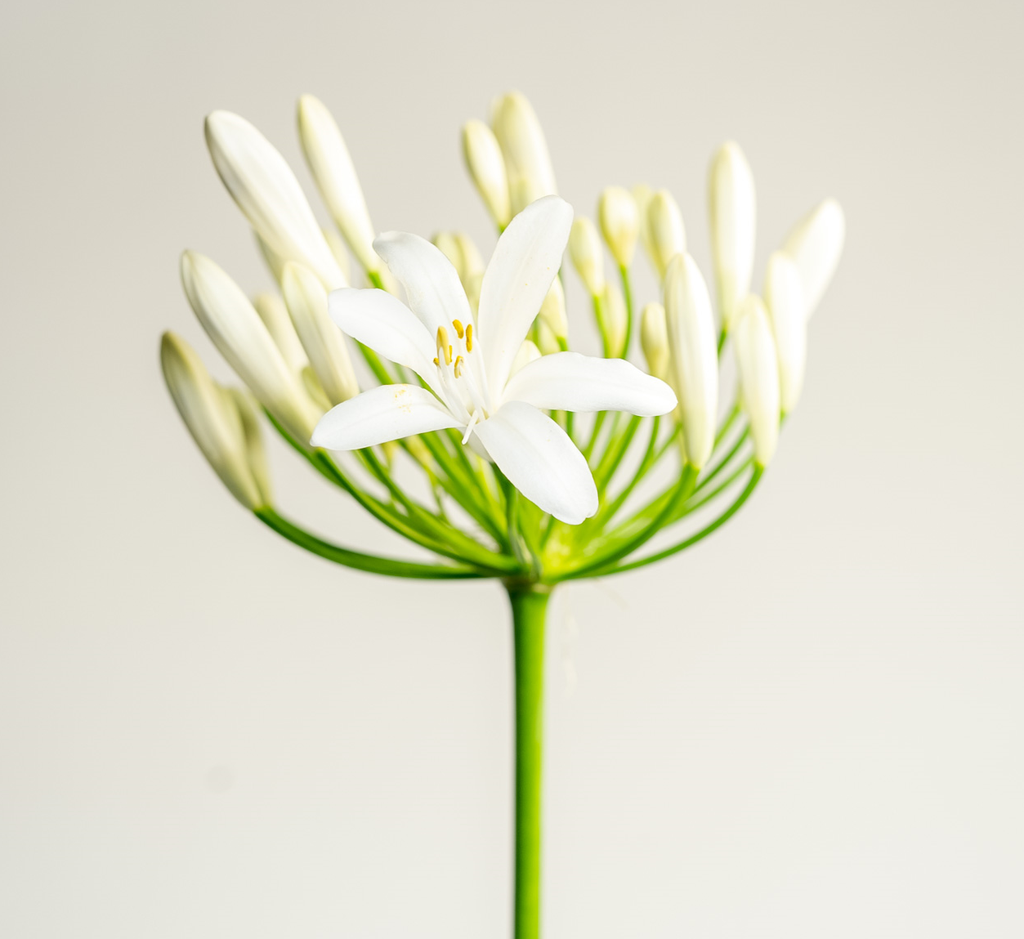 [AGEWHITE] Agapanthus 'Eydori White' (pot19)