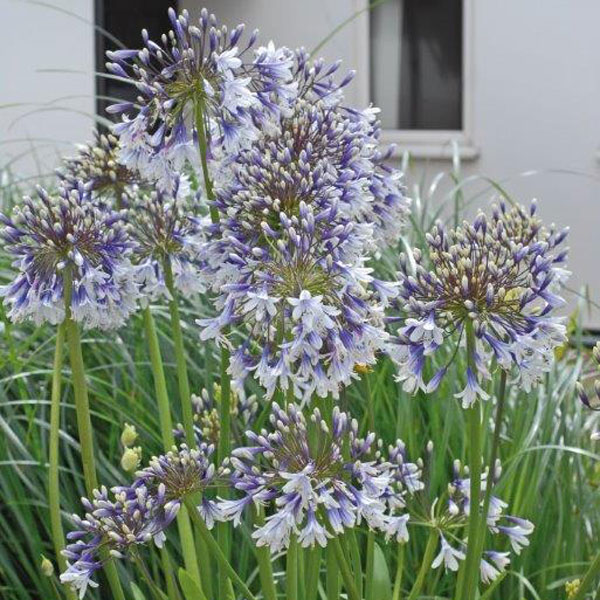 [AGFIREW] Agapanthus 'Fireworks' (pot19)