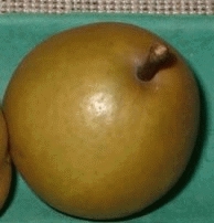[PEJEFKE] POIRE 'JEFKESPEER' (haute tige, 8/10, —)
