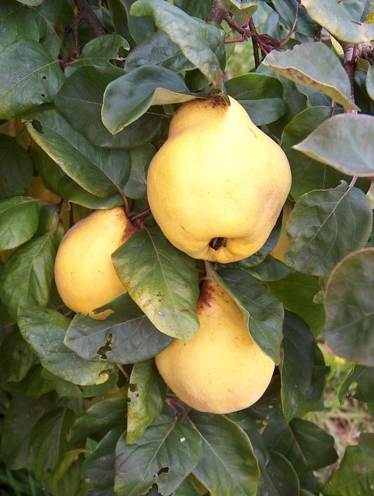 Cydonia oblonga Kweepeer 'Gigante de Wranja'