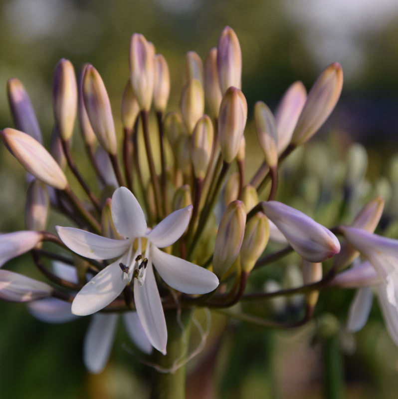 [AGMARGA] Agapanthus 'Margarita'