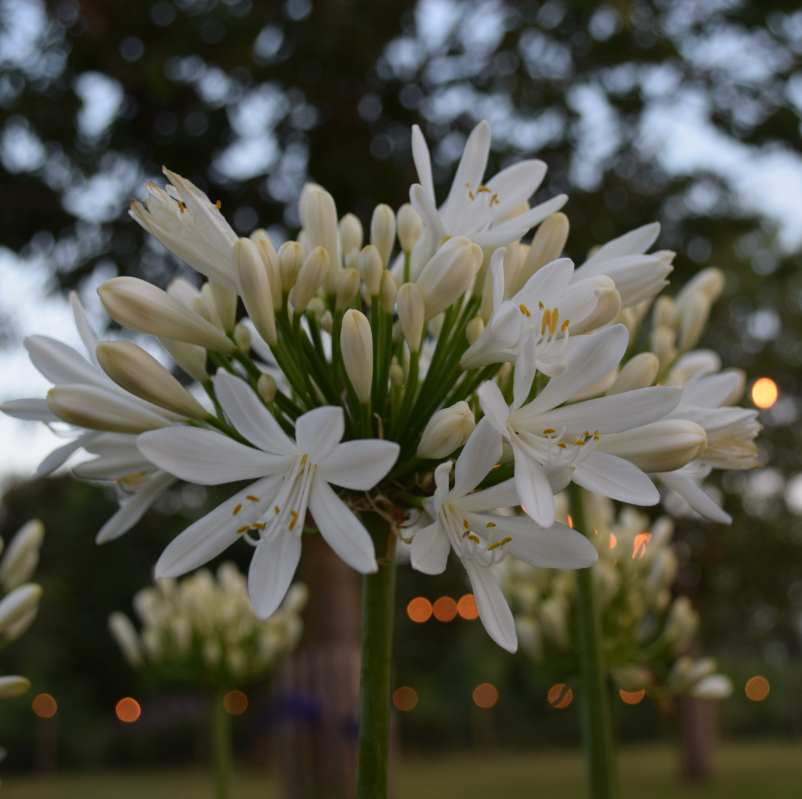 [AGLLAUR] Agapanthus 'Lady Lauren' (pot19)