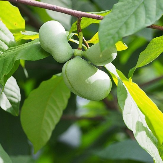 [PEPAWPAW] ASIMINE (60/80cm, pot 5L)