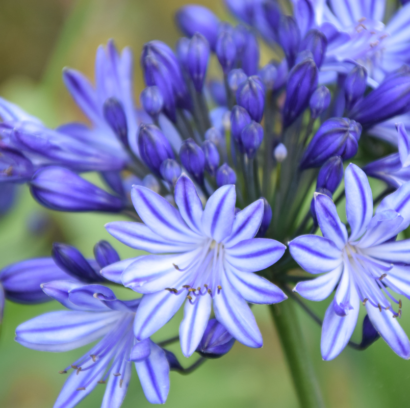 [AGMARIJ] Agapanthus 'Marijke' (pot22)