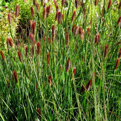 [PERBTAI] HERBE AUX ÉCOUVILLONS (pot 2L)