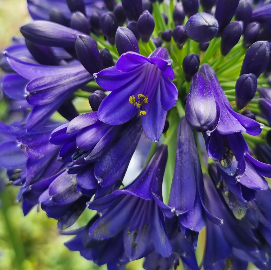 [AGMISKY] Agapanthus 'Midnight Sky'