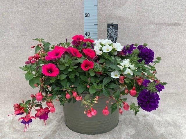 [PERKPLA] FLEURS ANNUELLES (pot30)