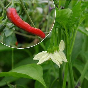 PIMENT ROUGE