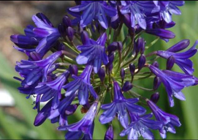 [AGNSTAR] Agapanthus 'Northern Star'® (pot   3L)