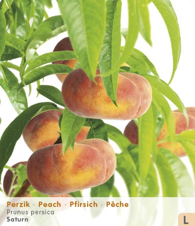 PÊCHE 'SATURN'