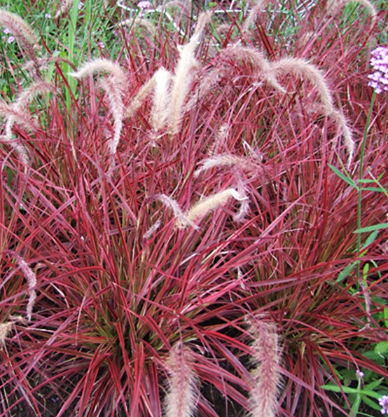 [PESFIRE] Pennisetum x advena 'Fireworks' (pot   2L)