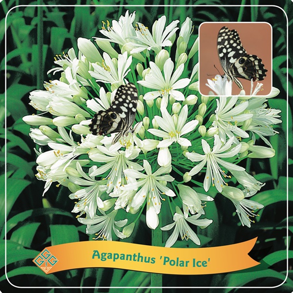 [AGPICE] Agapanthus 'Polar Ice' (pot   5L)
