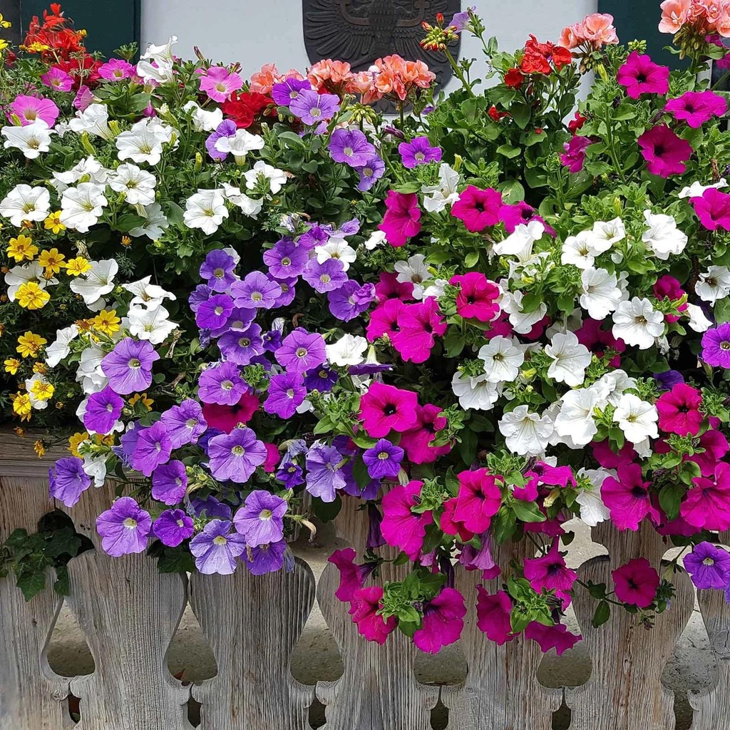 [PETUNID] Petunia