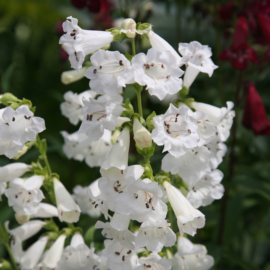 PENSTEMON