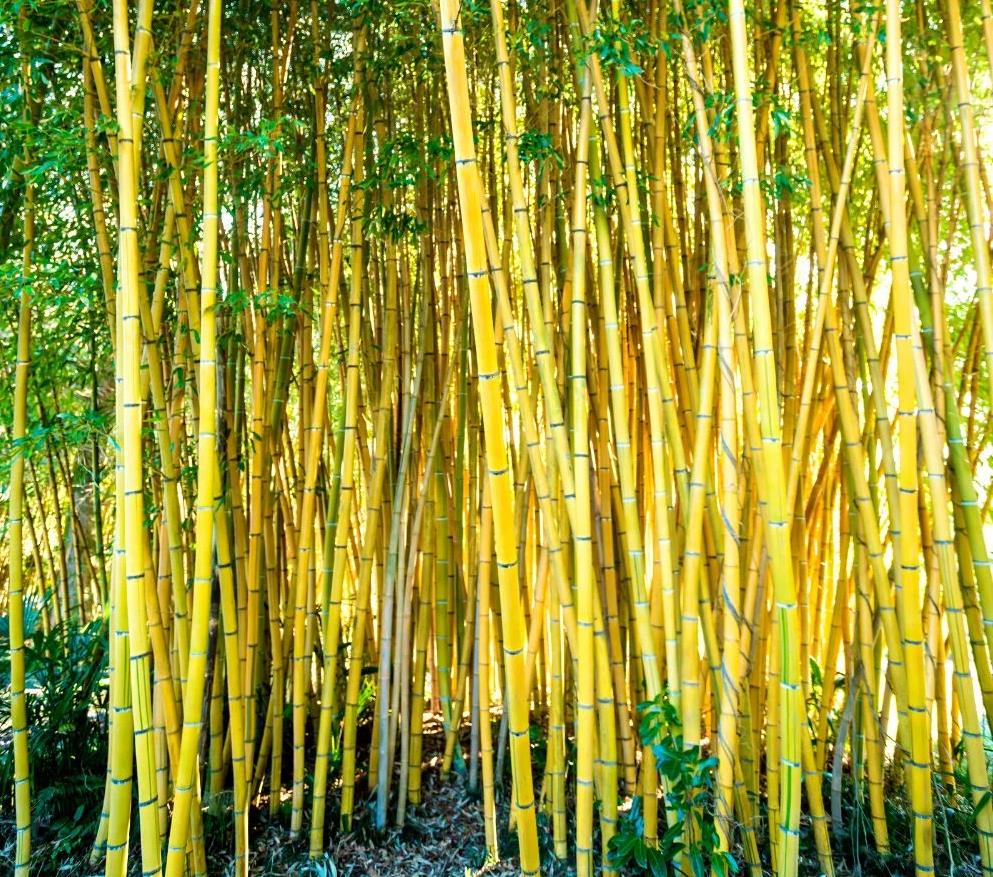 [PHAAURE] Phyllostachys aureosulc. 'Aureocaulis' (—, pot 35l 300/350cm)