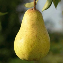 [PEWDUCH] Peer 'WILLIAMS DUCHESS' (halfstam, —, pot)