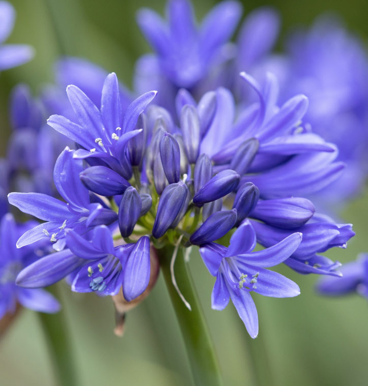 [AGPINOL] Agapanthus 'Pino'