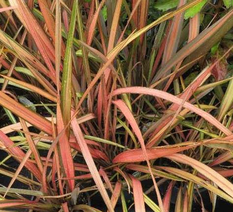 Phormium 'Apricot Queen''