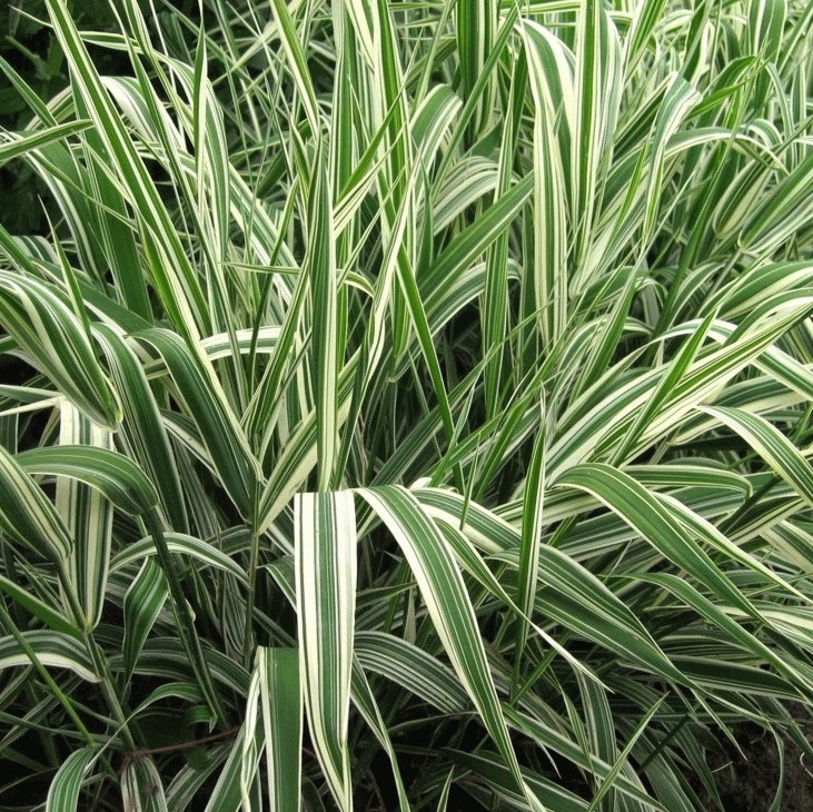 [PHAPICT] Phalaris arundinacea 'Picta' (mand 18cm)
